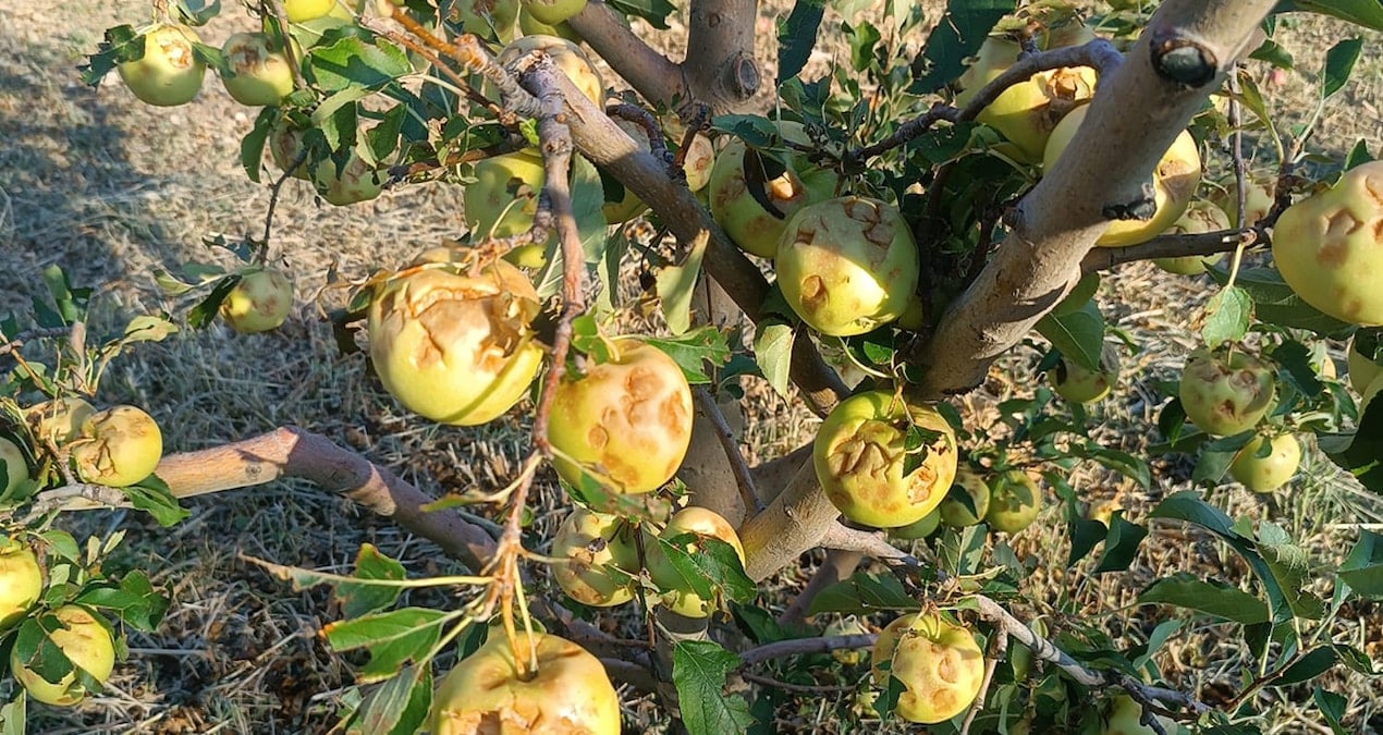 dolu vurdu 100 milyon zarar olustu E4E4dj3L