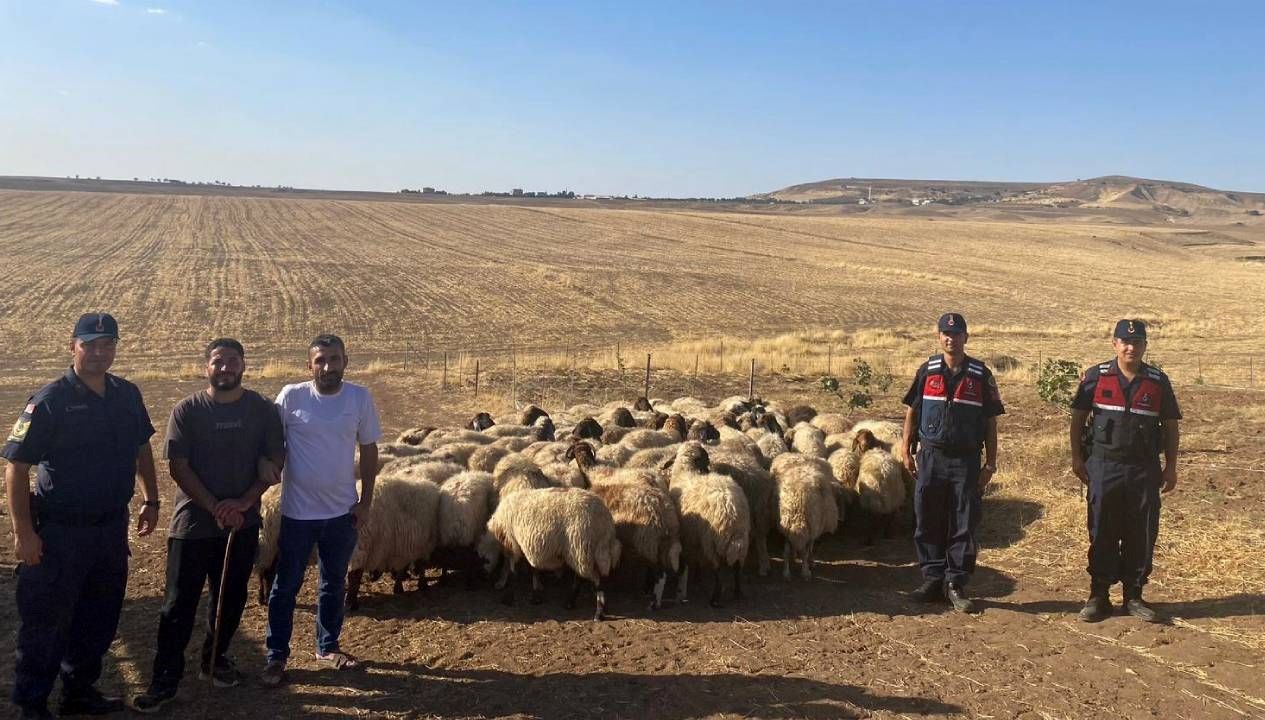 kaybolan kucukbas hayvanlar dron ile bulundu A3Niqfmh