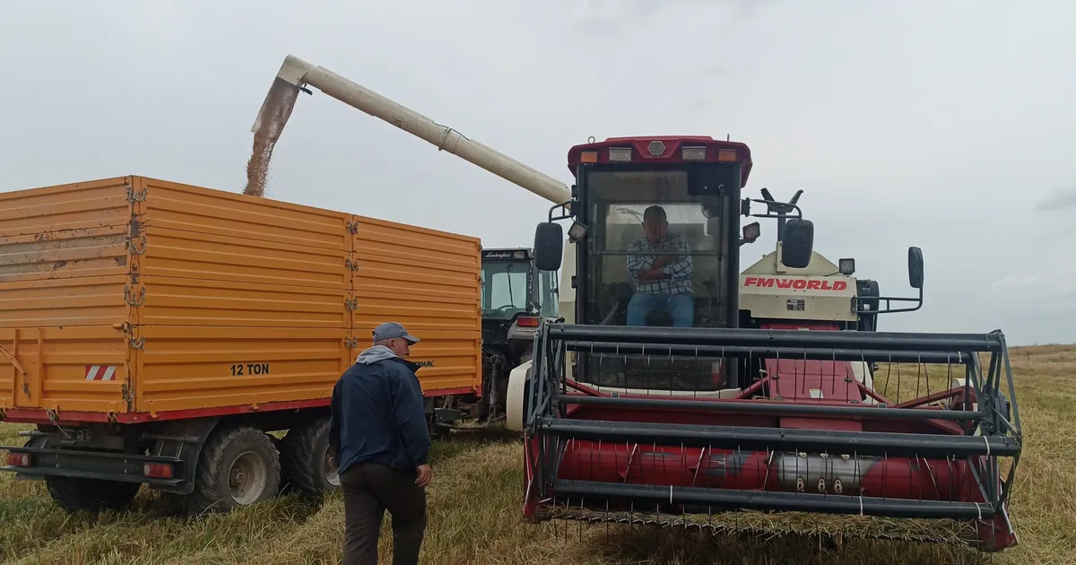 tarimda devrim dunyada ilk damlama sulama ile celtik uretimi 1xB4YF9O