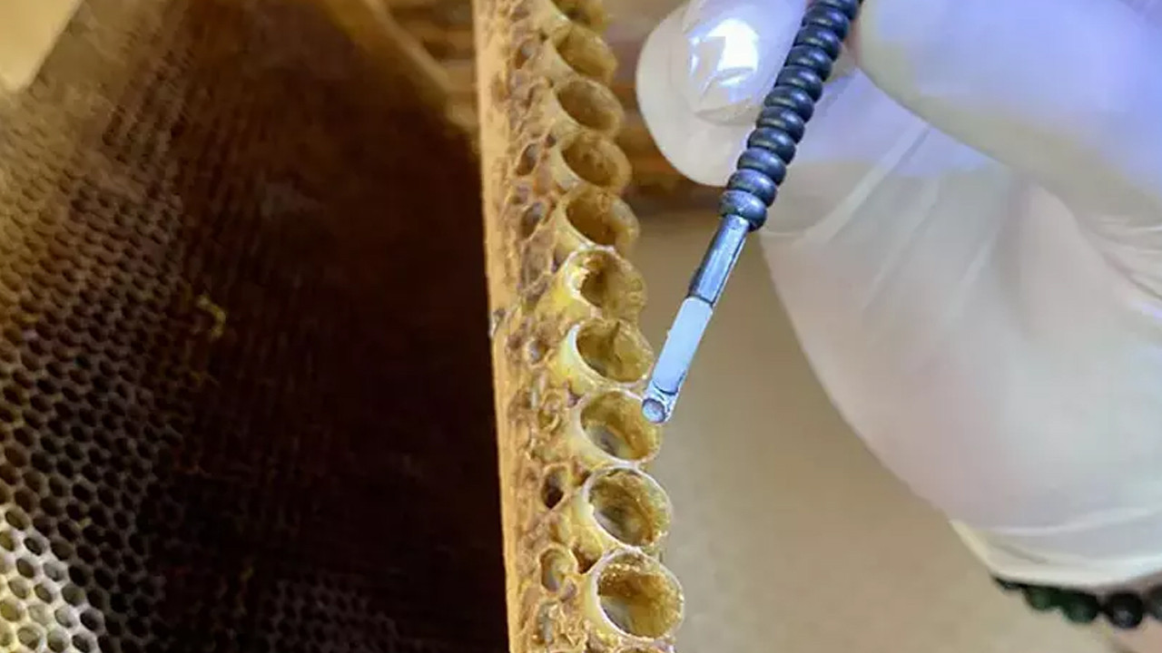 Arı Sütü Kalitesi: Doğal Olan Her Şey Gerçekten Kaliteli mi?