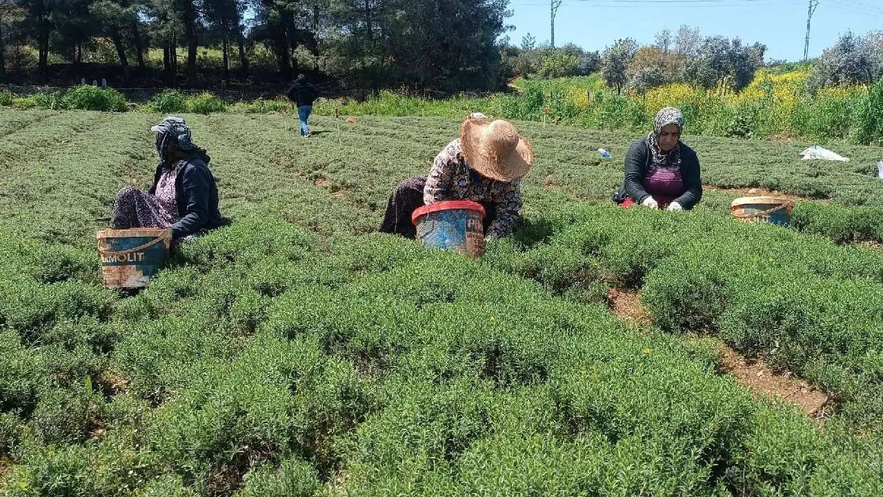 Hatay’ın Lezzet Hazinesi: Zahter Hasadı Başladı, Kilosu 300 TL’den Satışta!